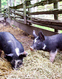 Berkshire Pigs in Ontario